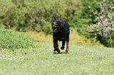 BEAUCERON 860